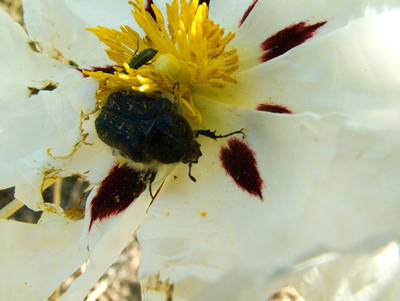 DSCF0979.jpg