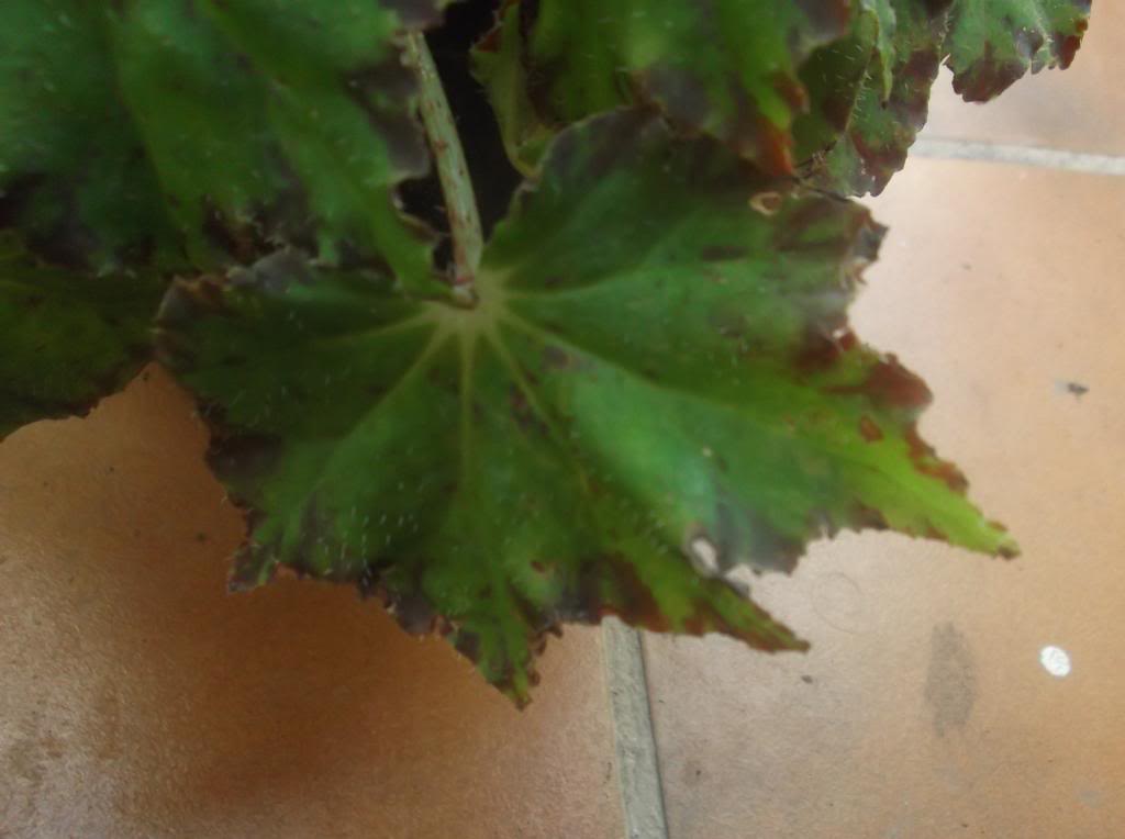 DSCF1037_zpsbb96eca7.jpg