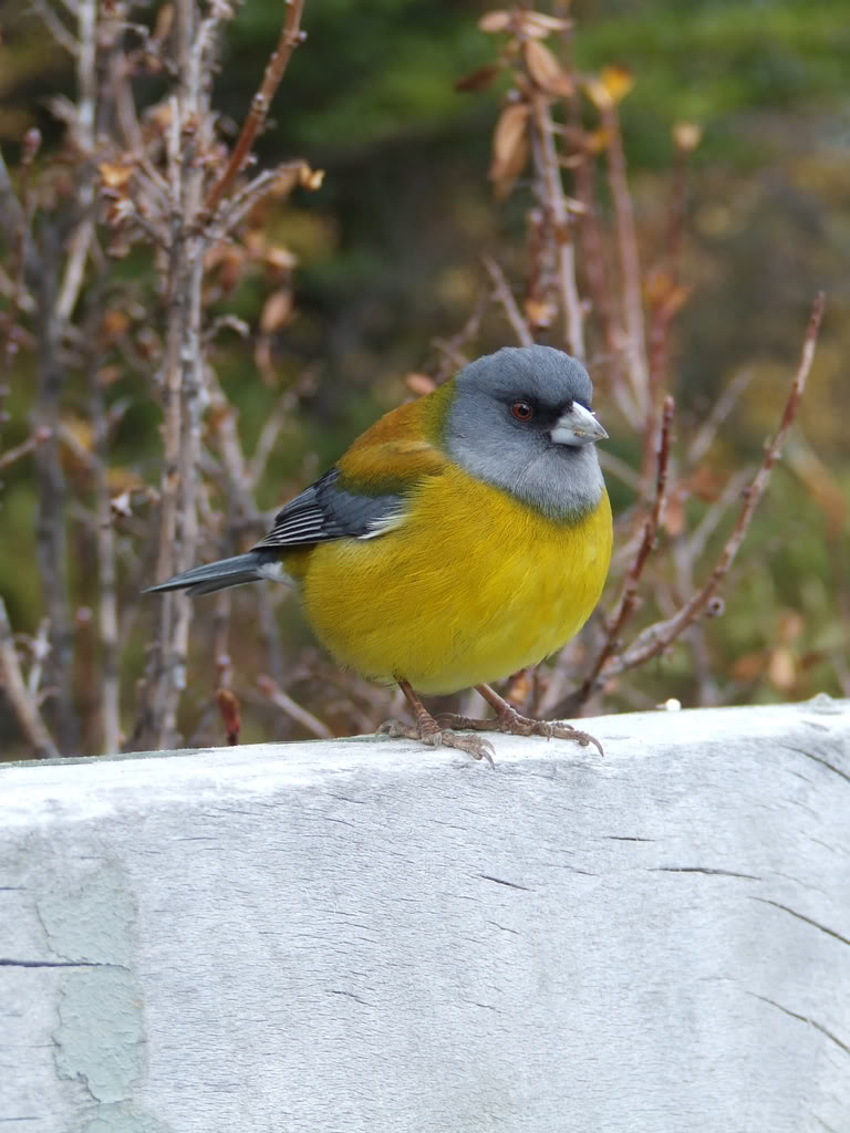 DSCF1038.jpg