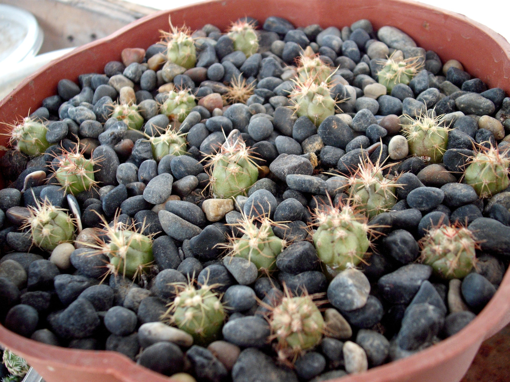 DSCF1050.jpg