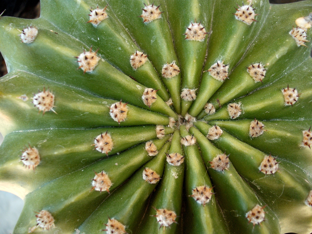 DSCF1146.jpg