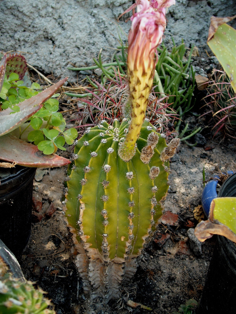 DSCF1147.jpg