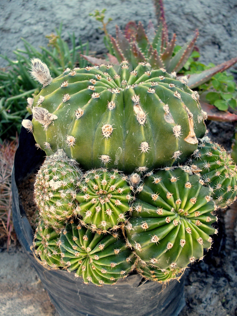 DSCF1148.jpg