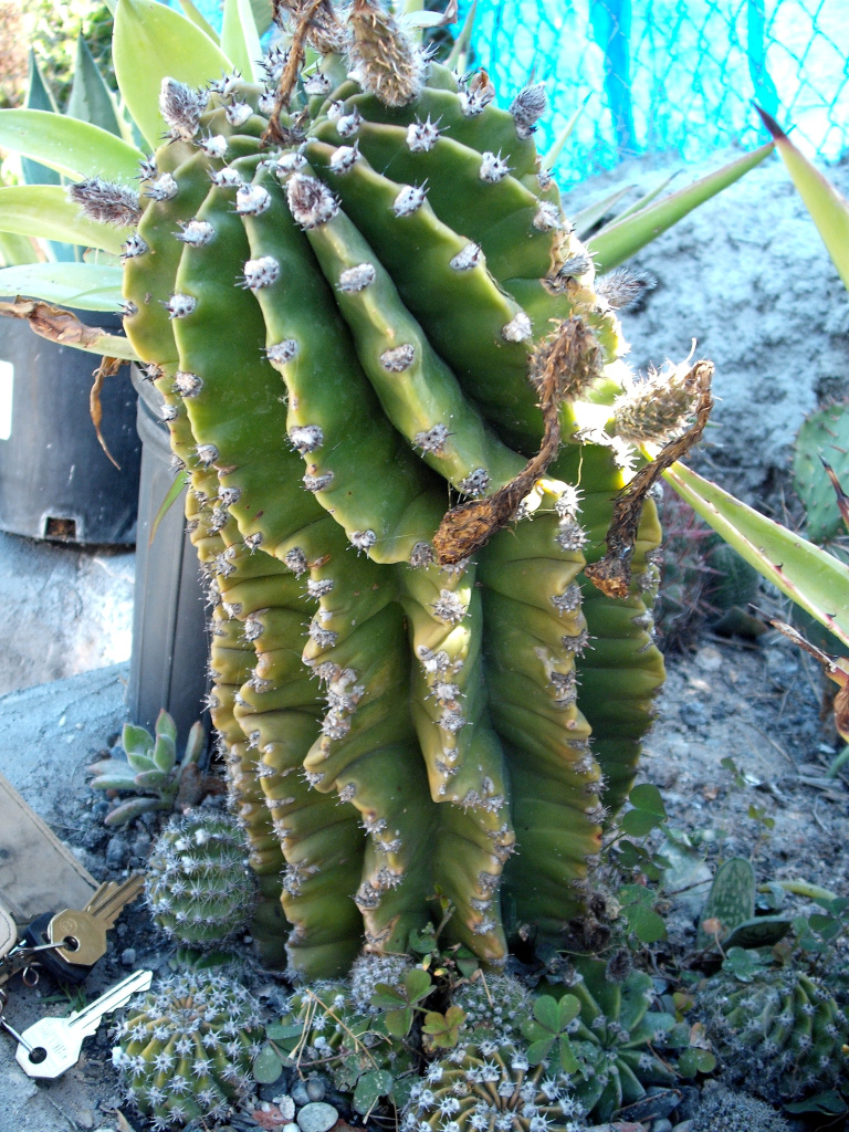 DSCF1152.jpg