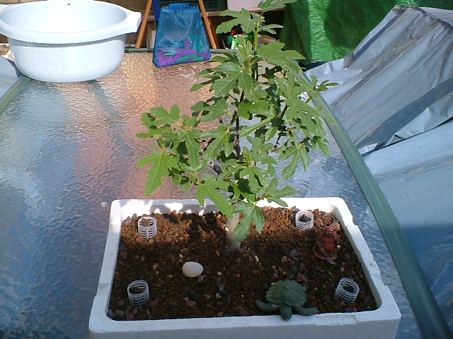 DSCF1159.JPG