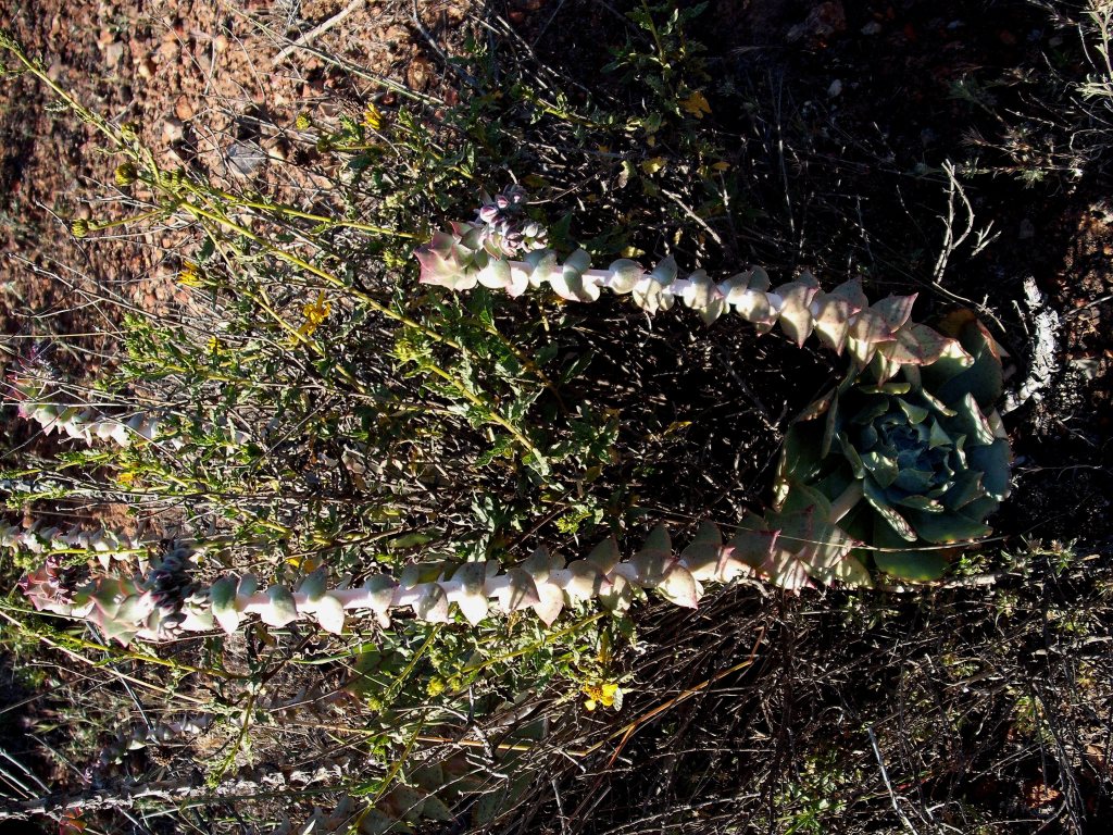 DSCF1182.jpg