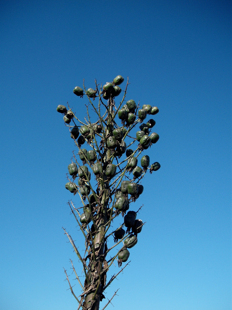 DSCF1185.jpg