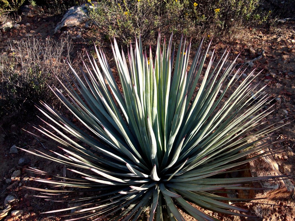 DSCF1187.jpg