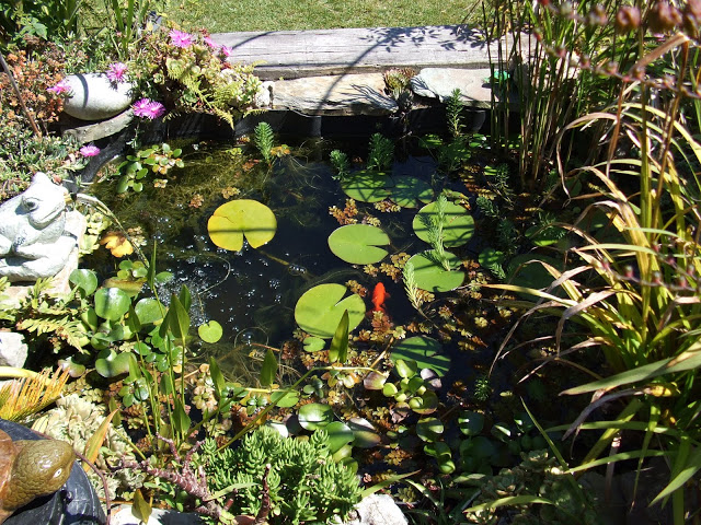 DSCF1206.JPG