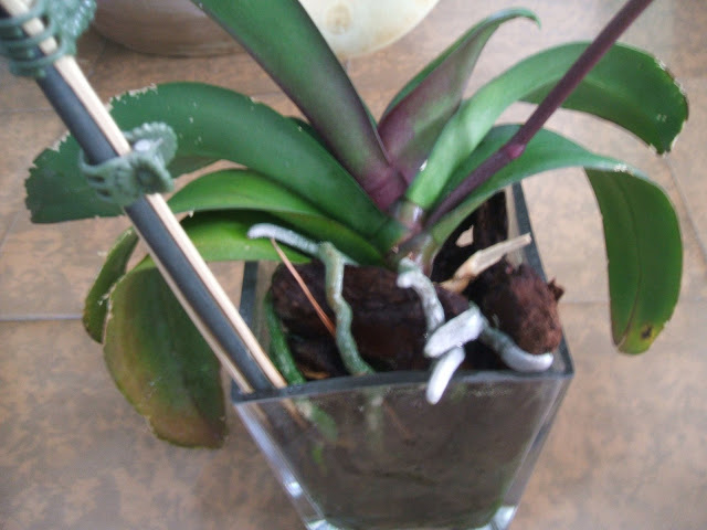 DSCF1309.JPG