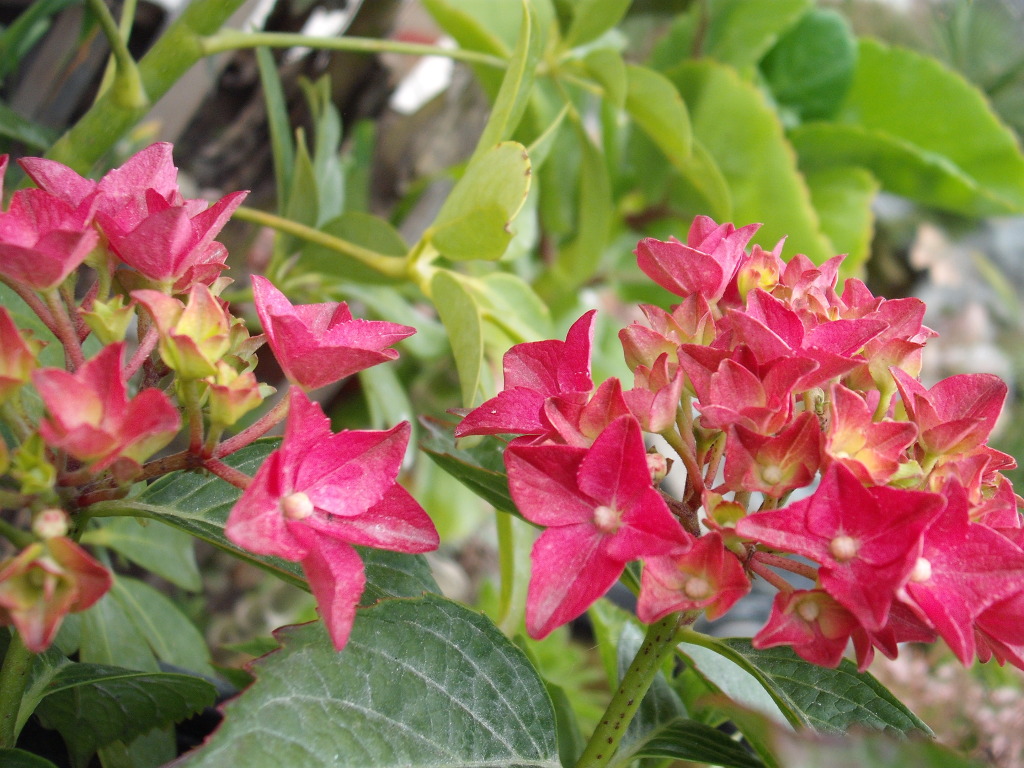 DSCF1320.jpg