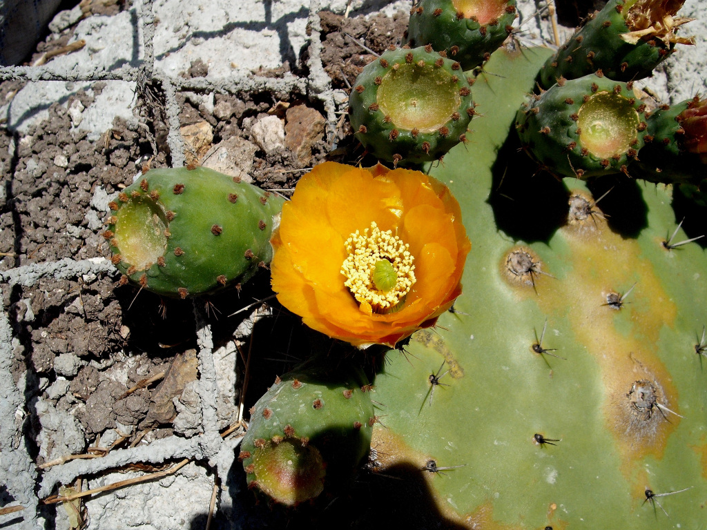 DSCF1351.jpg