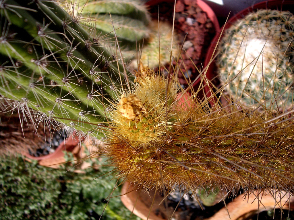 DSCF1353.jpg