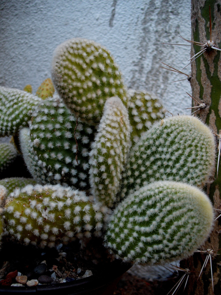DSCF1355.jpg