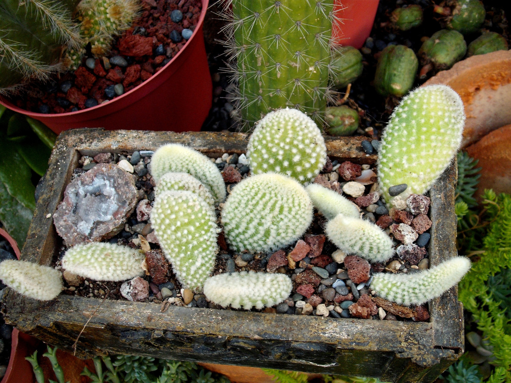 DSCF1358.jpg