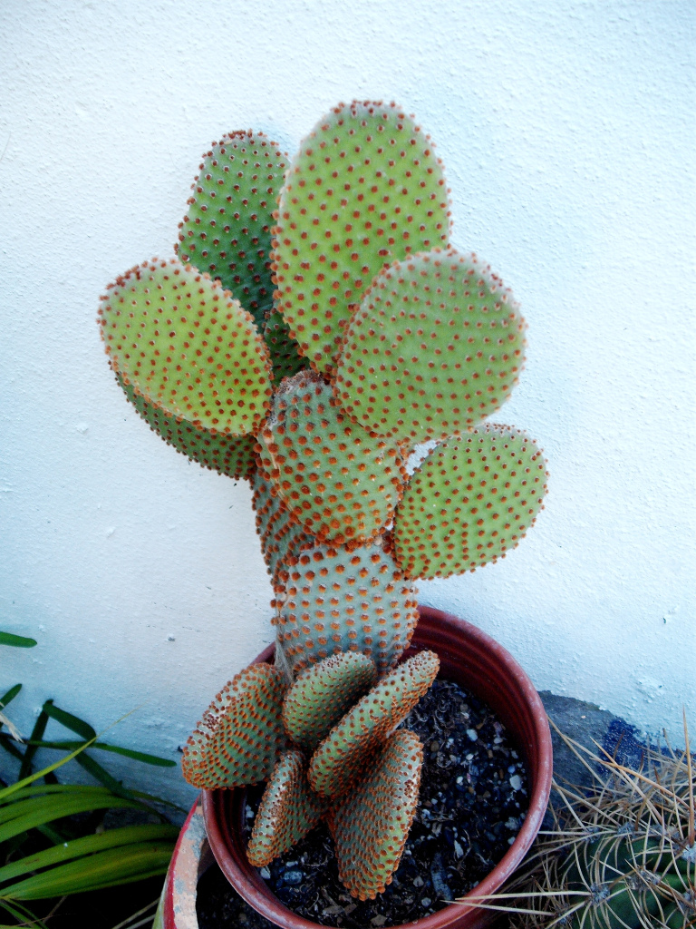 DSCF1359.jpg