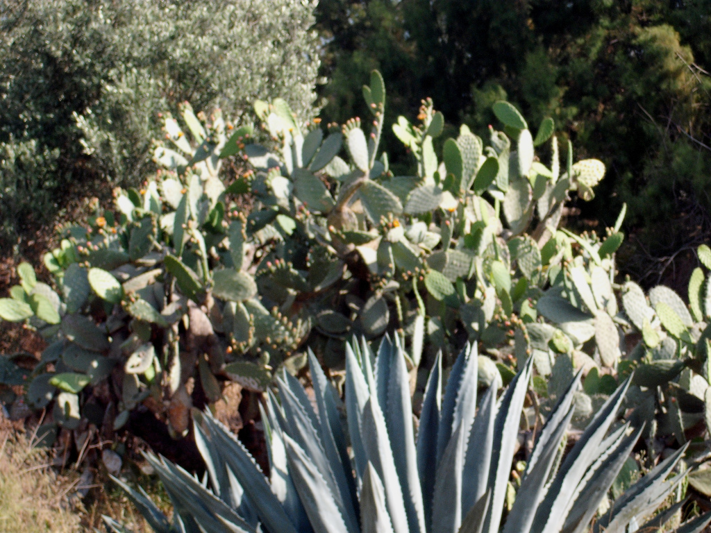 DSCF1361.jpg