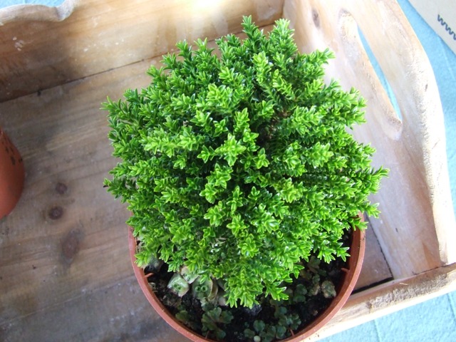 DSCF1389.JPG