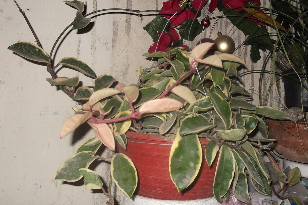 DSCF1406_zps42dd2a42.jpg