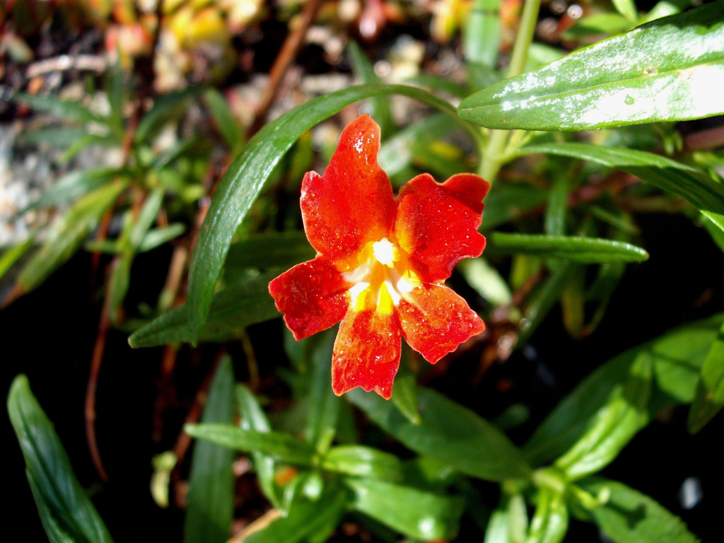 DSCF1465.jpg