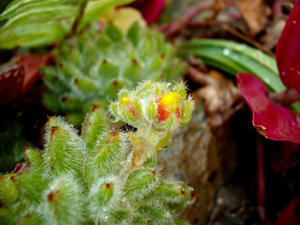 DSCF1471.jpg