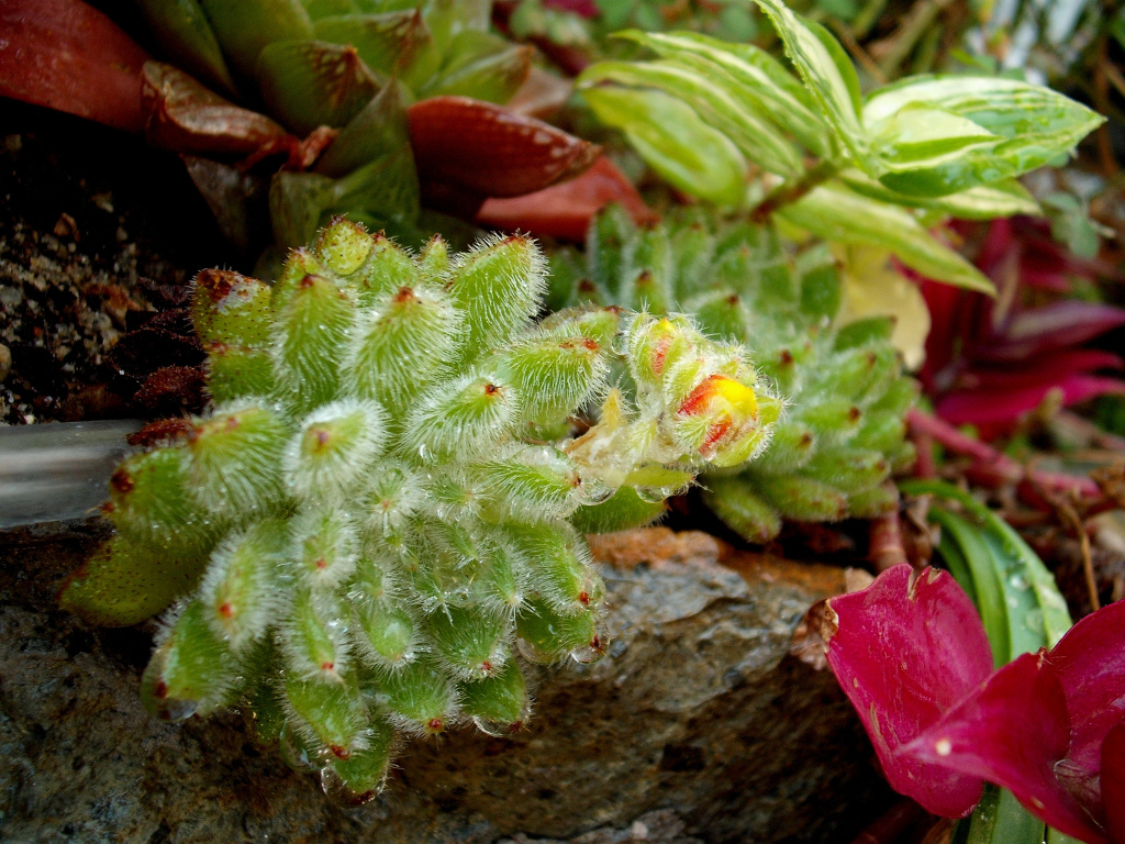 DSCF1472.jpg