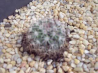 DSCF1475.jpg