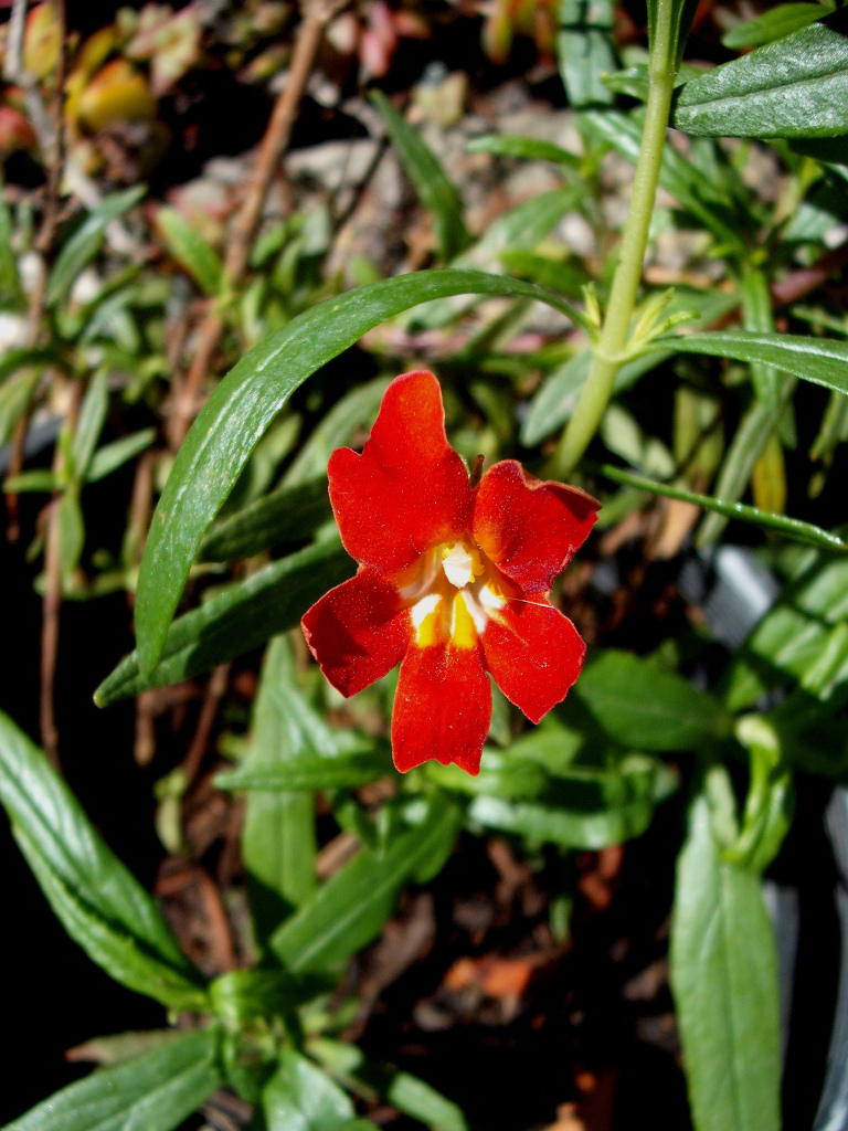 DSCF1484.jpg