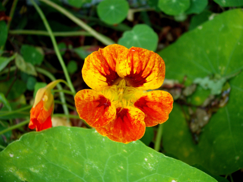 DSCF1486.jpg