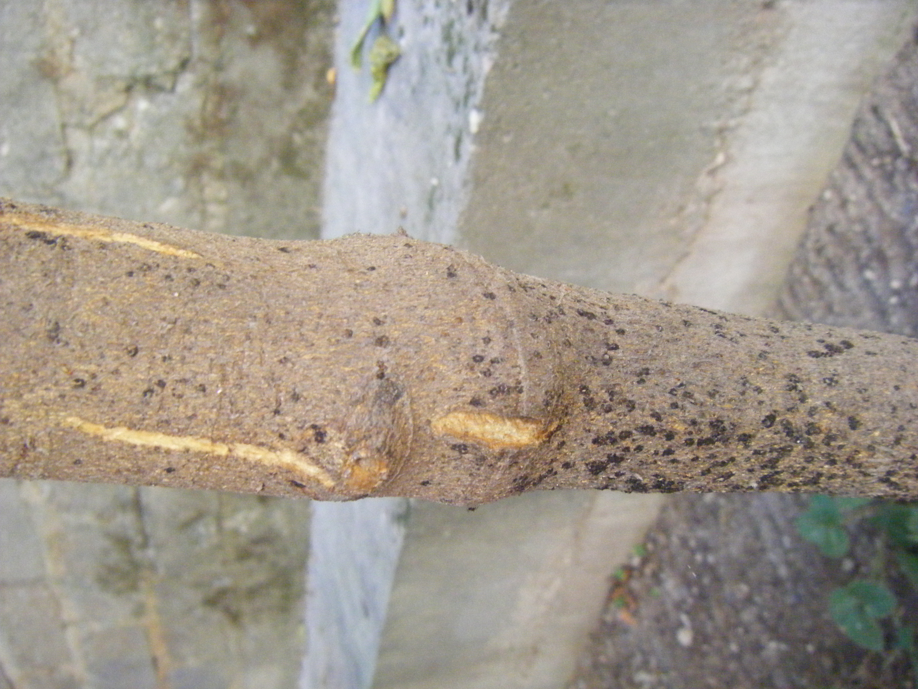DSCF1507.JPG