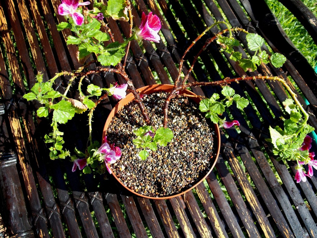 DSCF1507.jpg