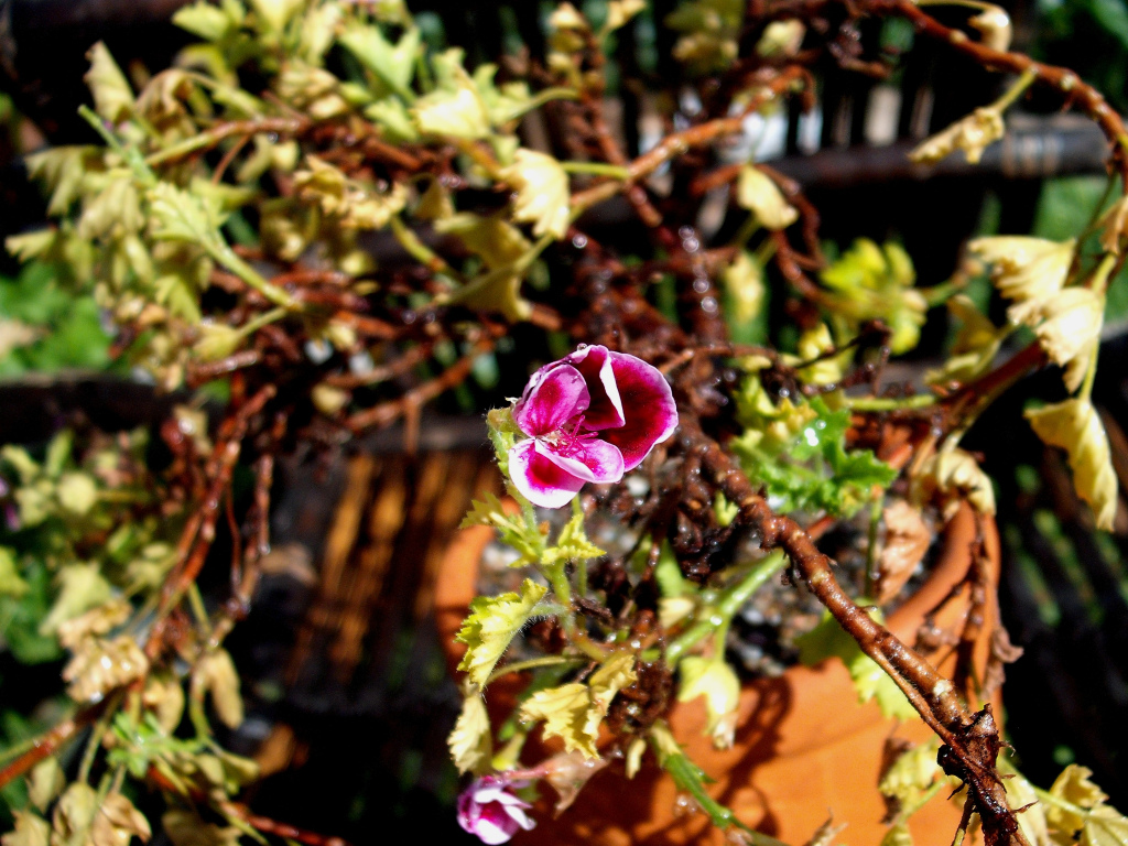 DSCF1512.jpg