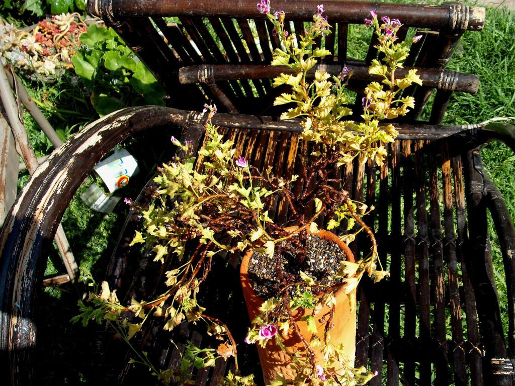 DSCF1513.jpg