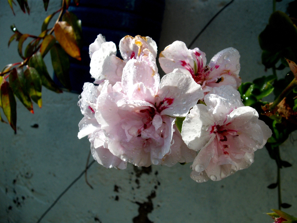 DSCF1514.jpg