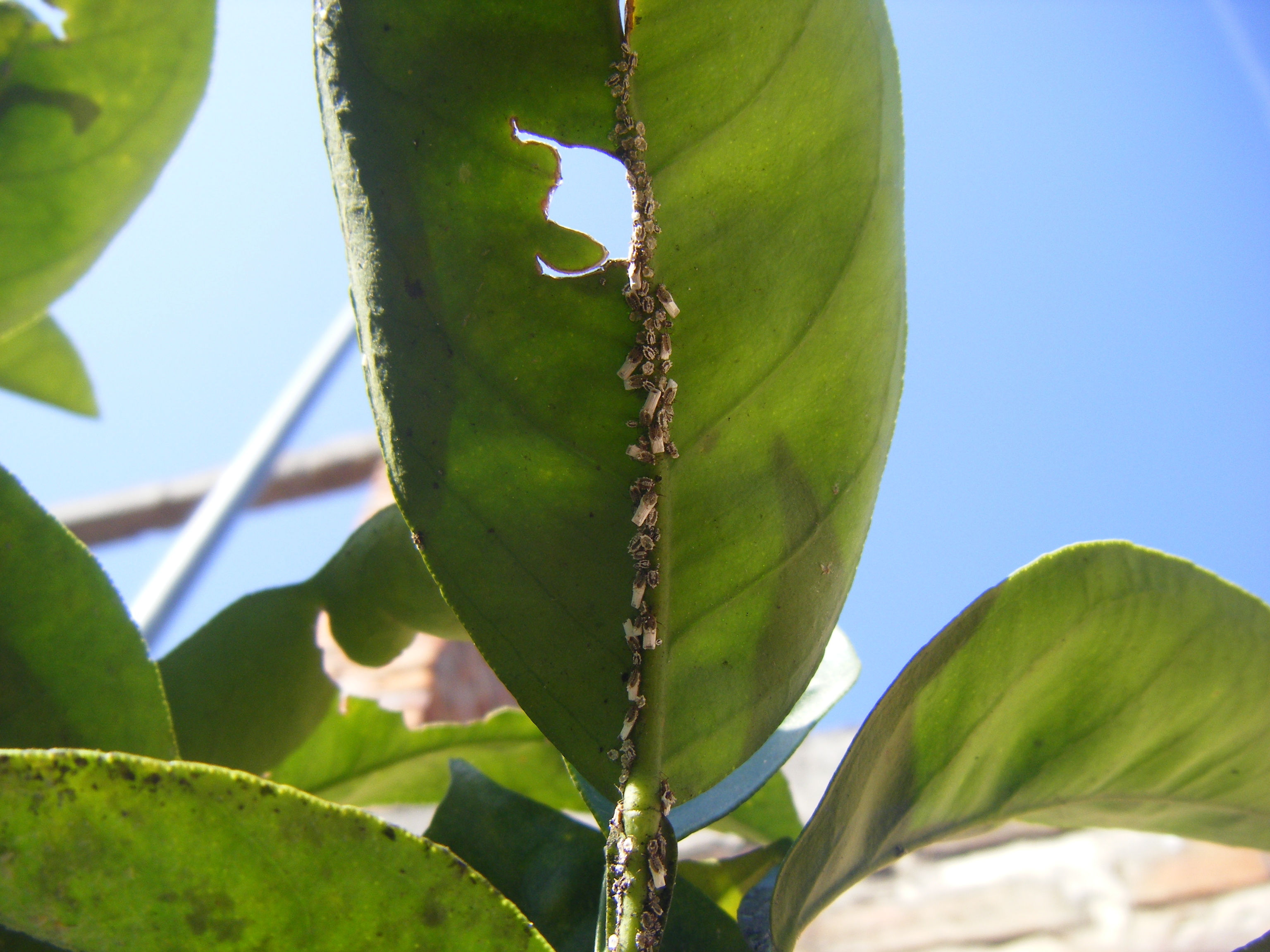 DSCF1515.JPG