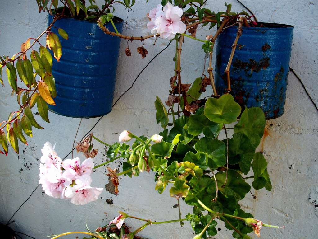 DSCF1515.jpg