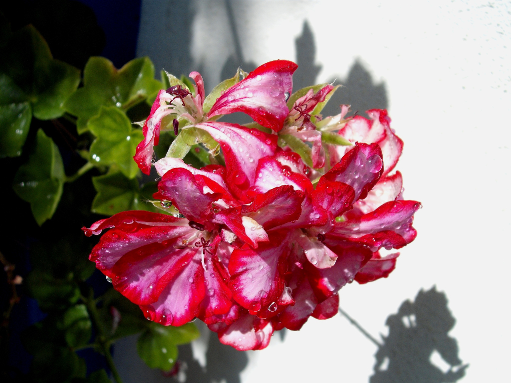 DSCF1516.jpg