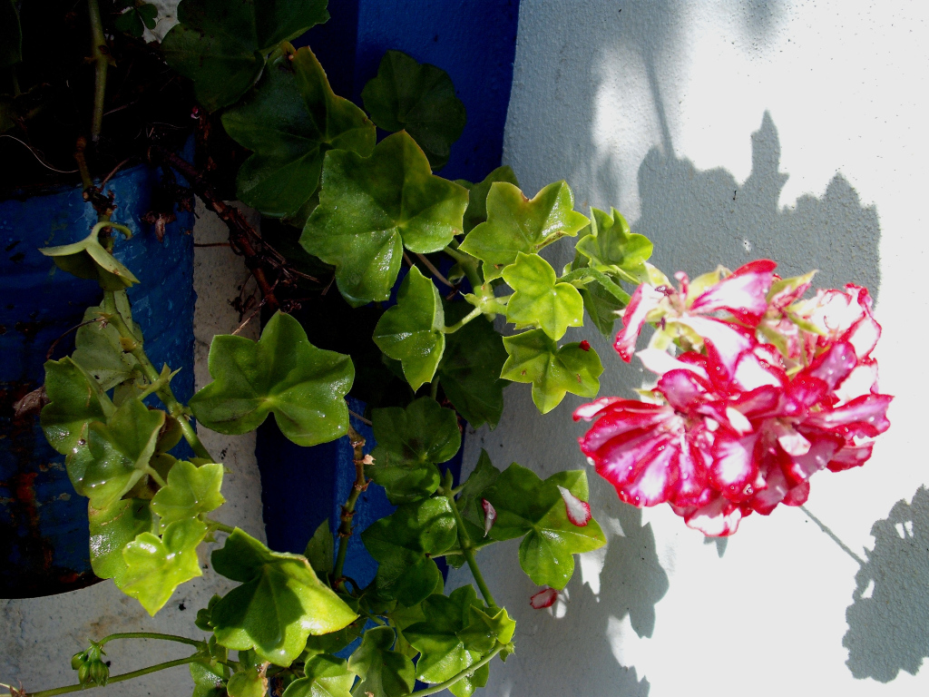 DSCF1517.jpg
