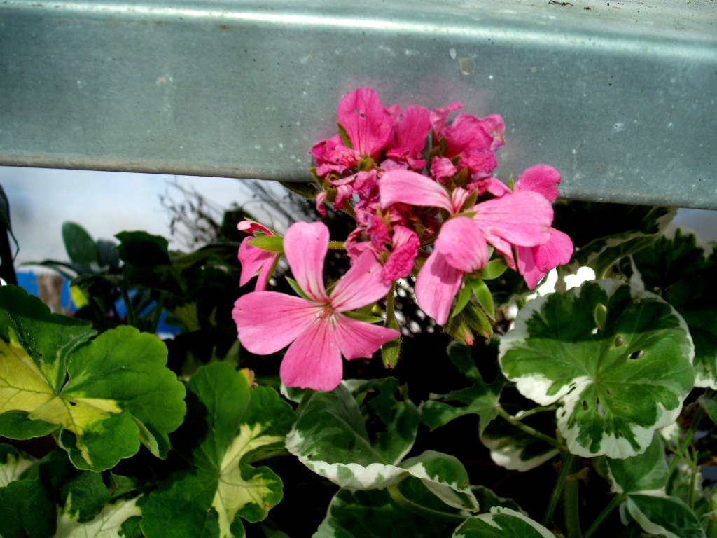 DSCF1519.jpg