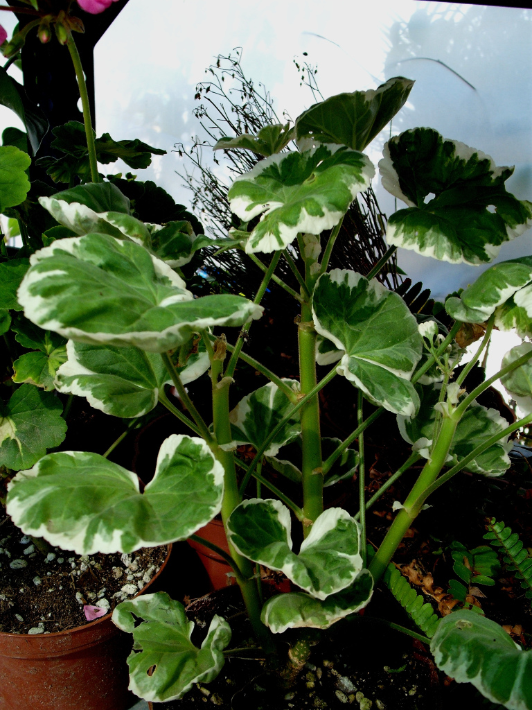 DSCF1521.jpg