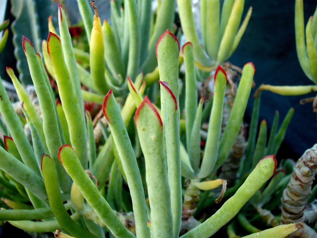 DSCF1527.jpg