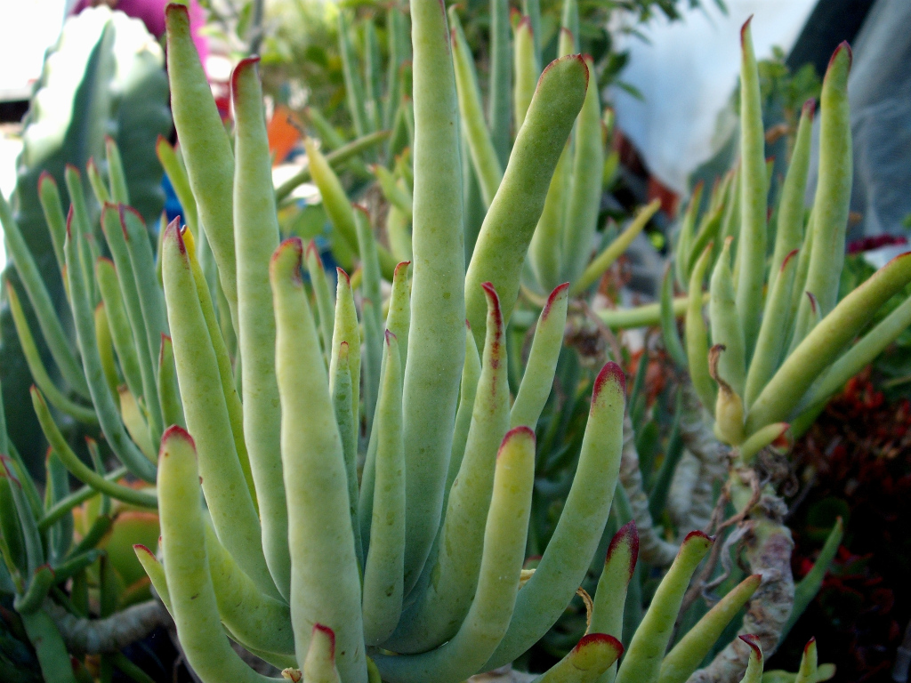 DSCF1528.jpg