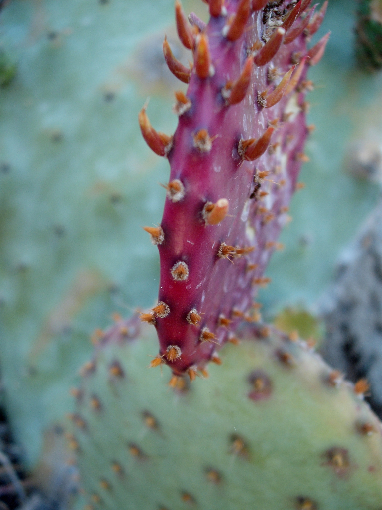 DSCF1529.jpg