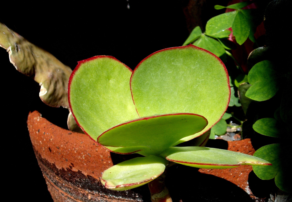 DSCF1531.jpg