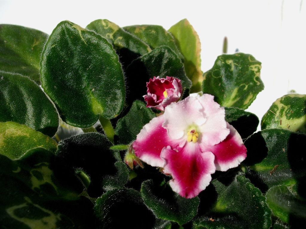 DSCF1533.jpg
