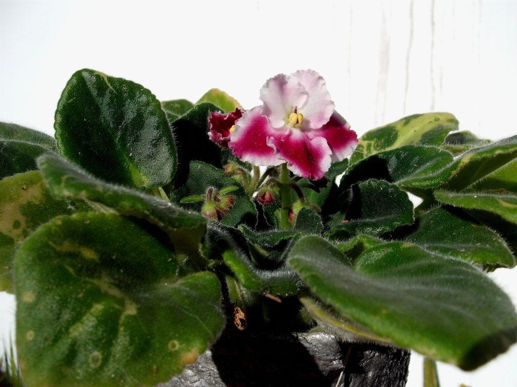 DSCF1534.jpg