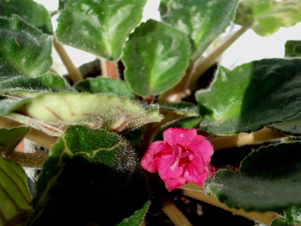 DSCF1536.jpg