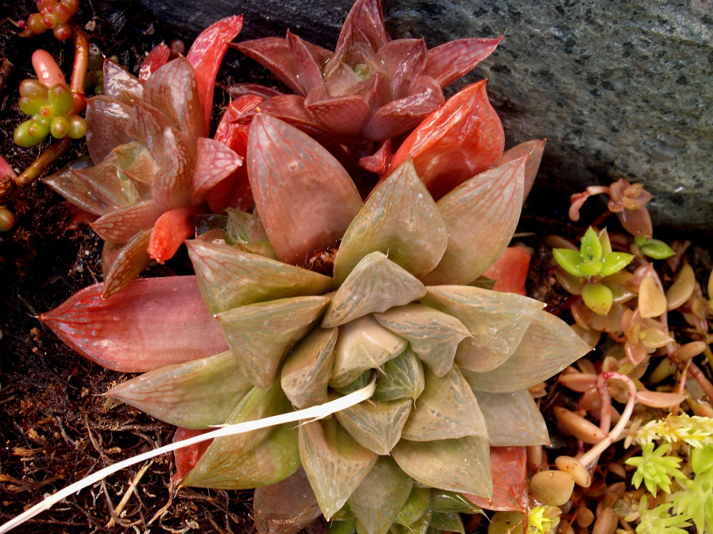 DSCF1545.jpg