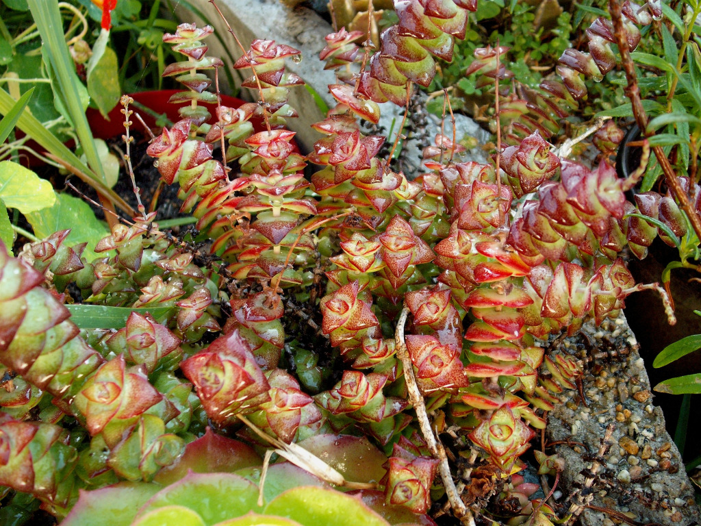 DSCF1547.jpg