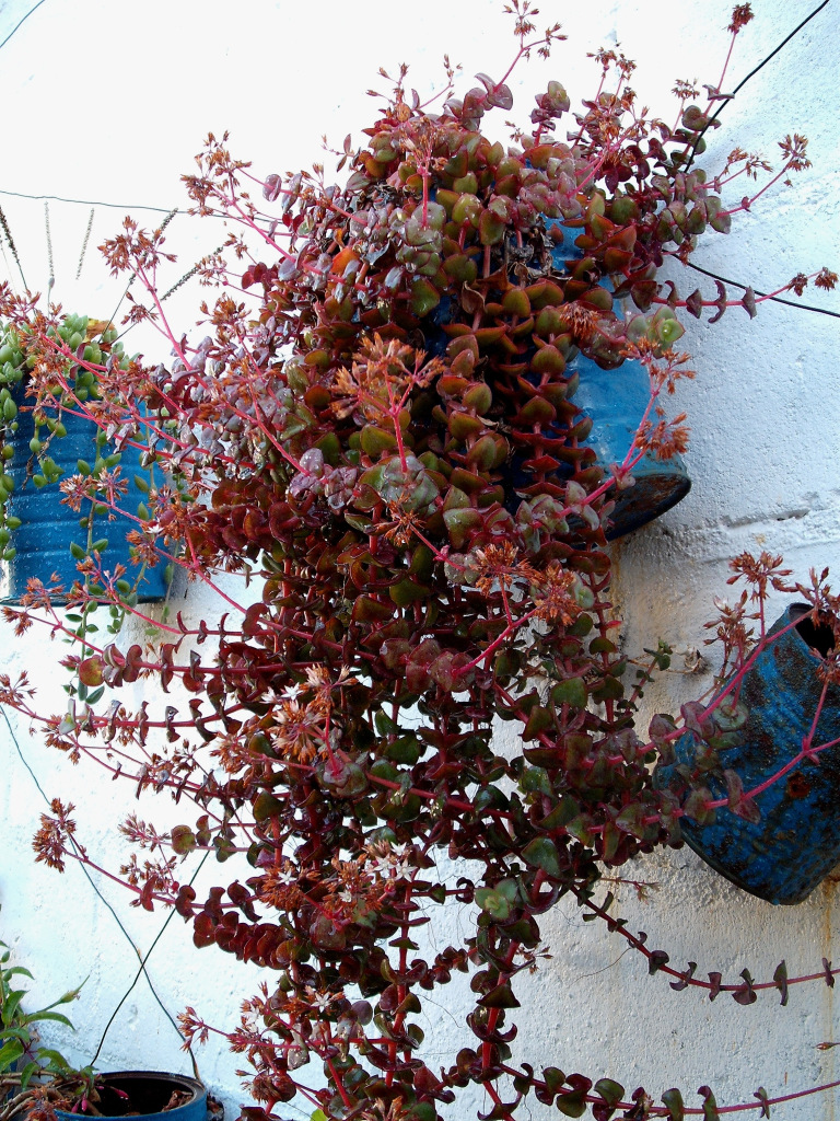 DSCF1548.jpg